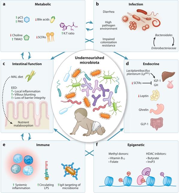 儿童营养不良中的宿主-微生物组相互作用